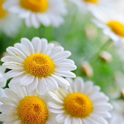 洋甘菊精油（蓝）