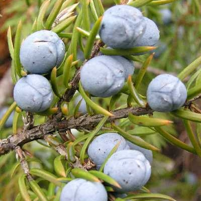 杜松精油（果）