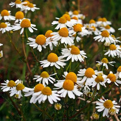 有机 德国洋甘菊纯露 Organic Matricaria chamomilla water