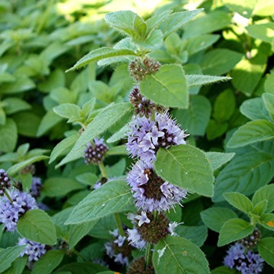 有机 野薄荷纯露  Organic Menthae arvensis water