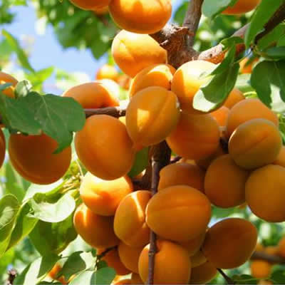 杏核油 Apricot kernel oil