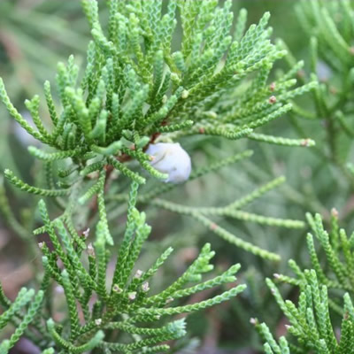 丝柏树精油（果）