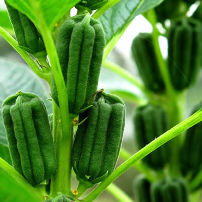 芝麻油 Sesamum indicum