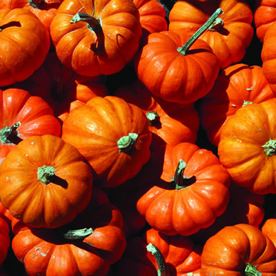 南瓜籽油 Cucurbita moschata 