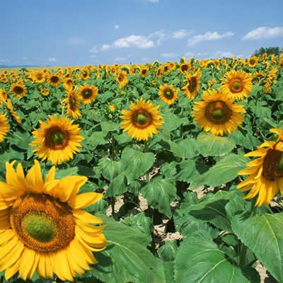 葵花籽油 Helianthus annuus