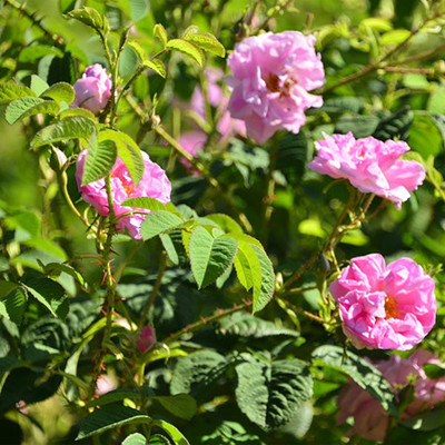 有机  大马士革玫瑰纯露
