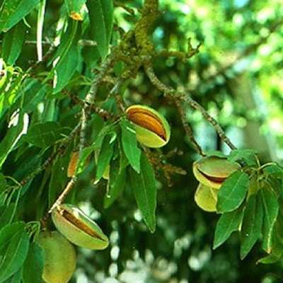 甜杏油 Prunus dulcis