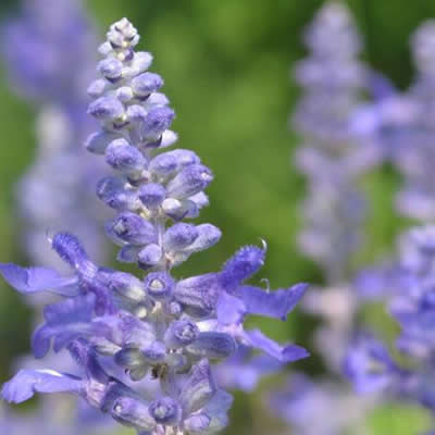 快乐鼠尾草精油