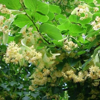 有机 菩提花纯露  Organic Linden blossom water