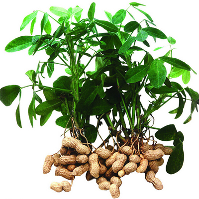 花生油 Arachis hypogaea Linn.