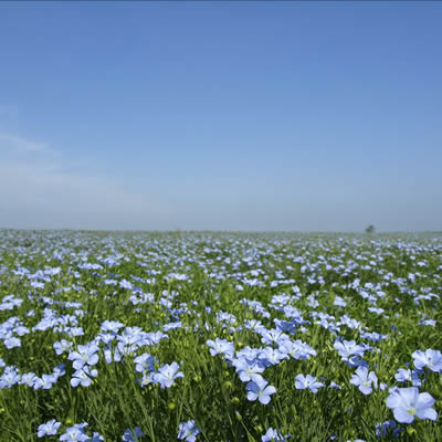 亚麻籽油 Linum usitatissimum