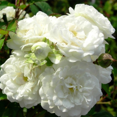 有机 白玫瑰纯露 Organic Rose alba water