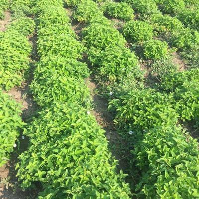 有机 香蜂草纯露  Organic Melissa water