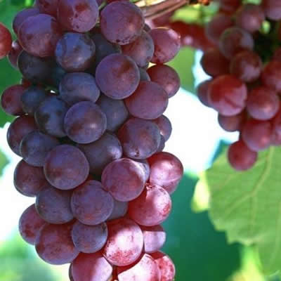 葡萄籽油 Vitis vinifera
