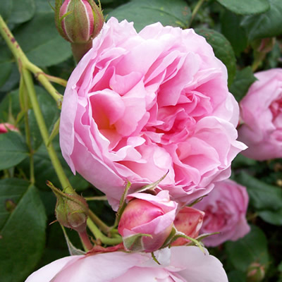 大马士革玫瑰精油