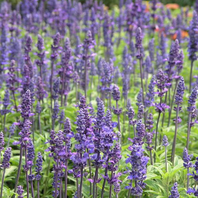 有机 鼠尾草纯露纯露  Organic Sage water